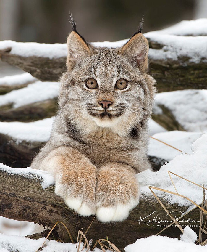 Meet The Canada Lynx Cat With Paws As Big As A Human Hand