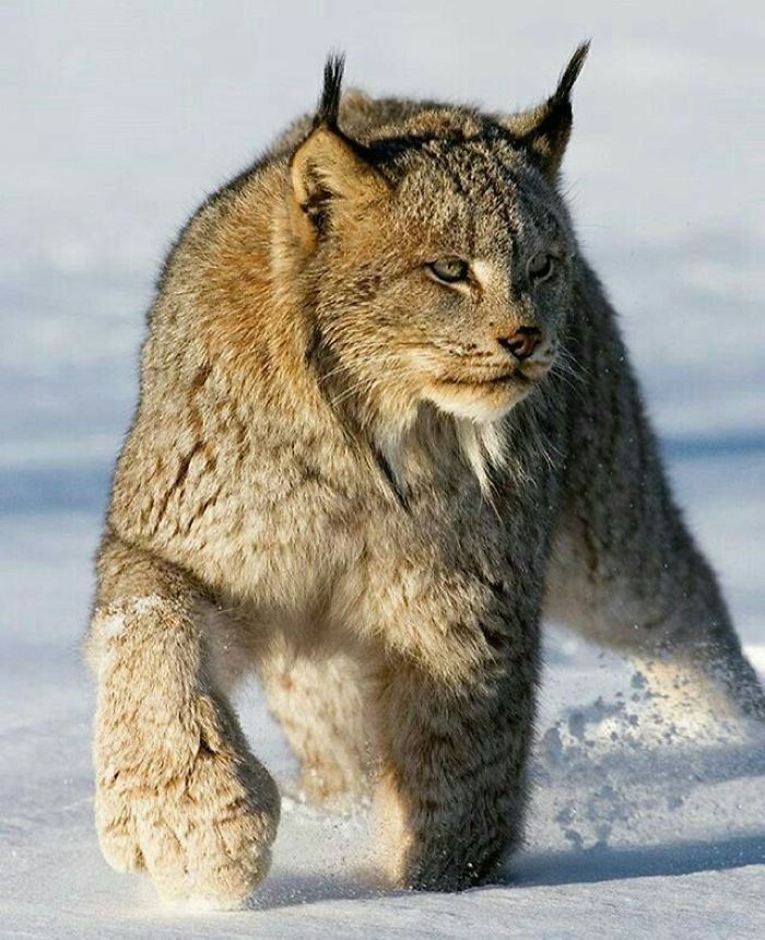 Meet The Canada Lynx Cat With Paws As Big As A Human Hand