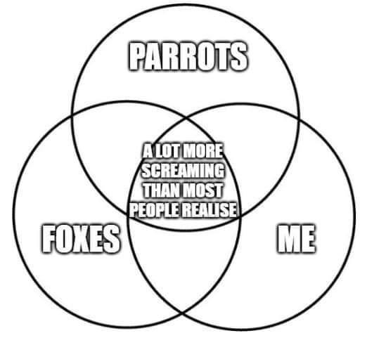 FOXES PARROTS A LOT MORE SCREAMING THAN MOST PEOPLE REALISE ME