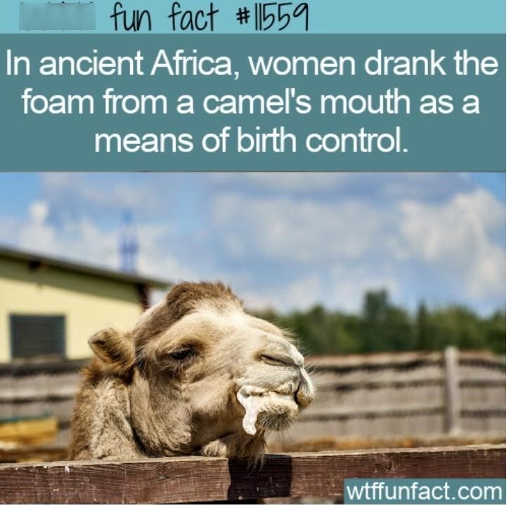 fun fact #11559 In ancient Africa, women drank the foam from a camel's mouth as a means of birth control. wtffunfact.com