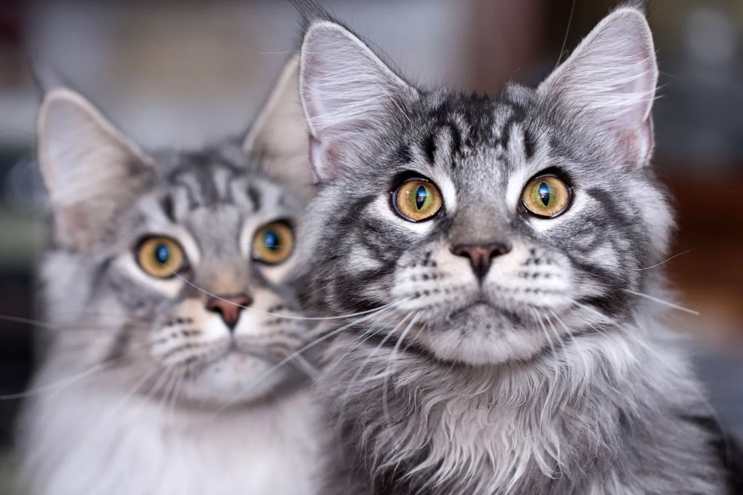 two striped gray Maine Coon cats