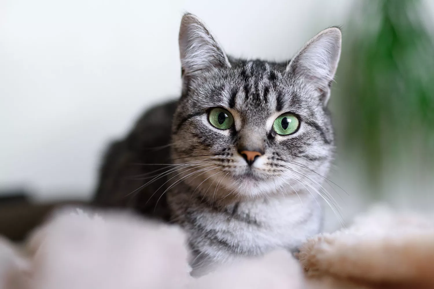 gray tabby American Shorthair cat