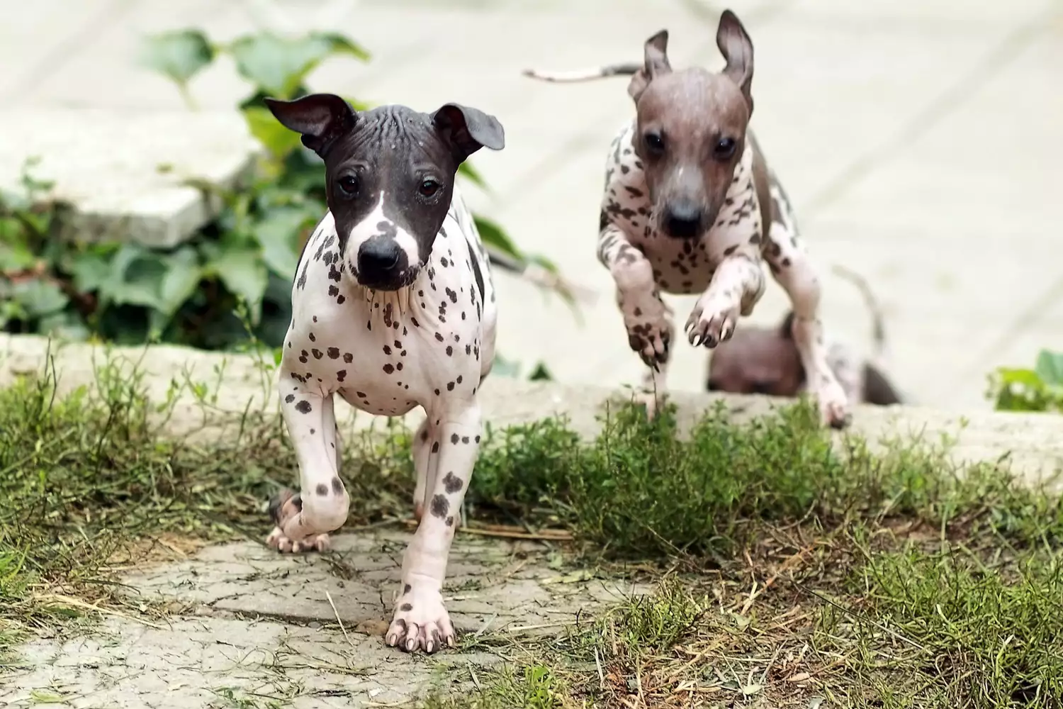 two american hairless terrier puppies running