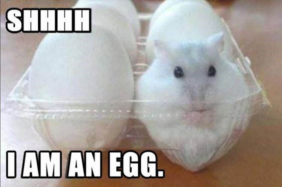 Hamster - SHHHH IAM AN EGG.