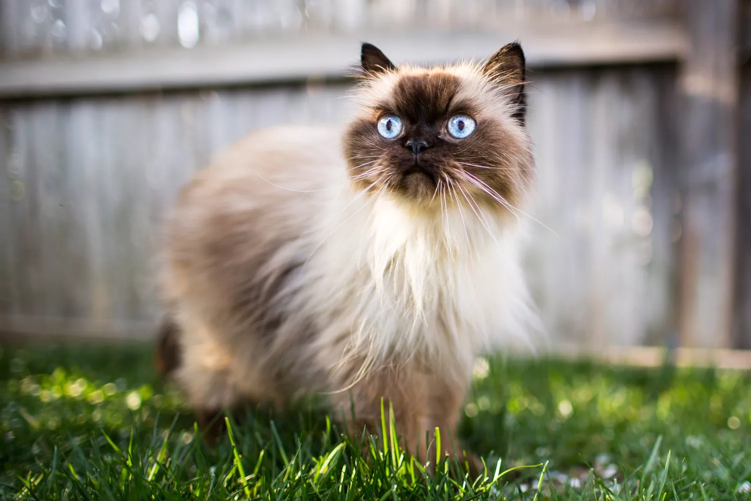 himalayan cat walking in the grass