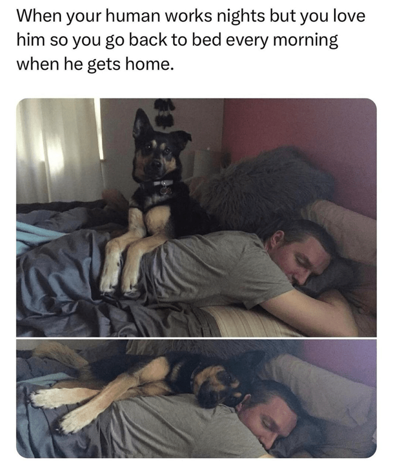 When your human works nights but you love him so you go back to bed every morning when he gets home.