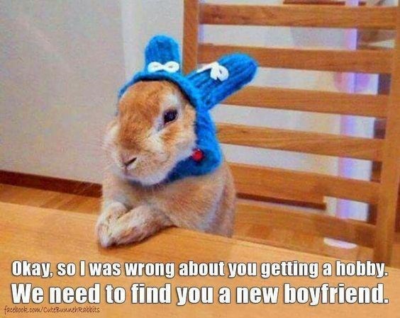 Domestic rabbit - Okay, so I was wrong about you getting a hobby. We need to find you a new boyfriend. com/cuteBunehRaceits faceb