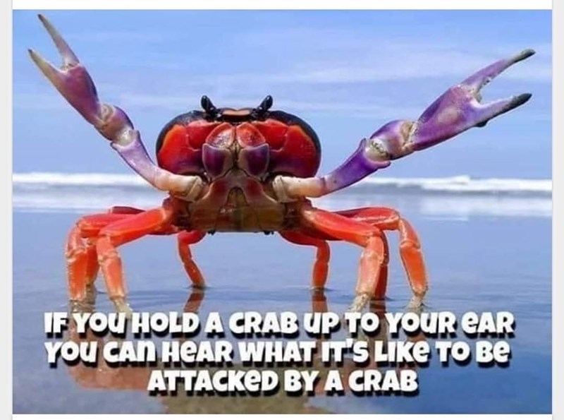 IF YOU HOLD A CRAB UP TO YOUR CAR YOU CAN HEAR WHAT IT'S LIKE TO BE ATTACKED BY A CRAB