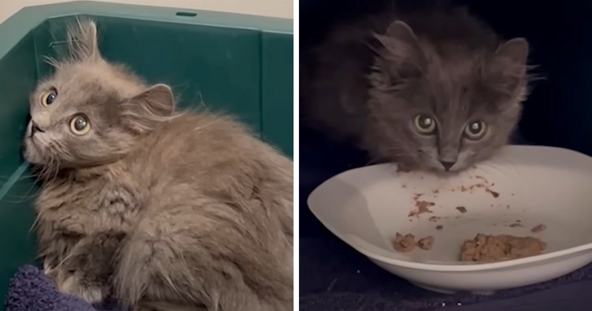 Woman Finds A Tiny Terrified Kitten In Her Backyard And Gently Coaxes Her  Into Relaxing And Showing Her True Colors (Video) - I Can Has Cheezburger?