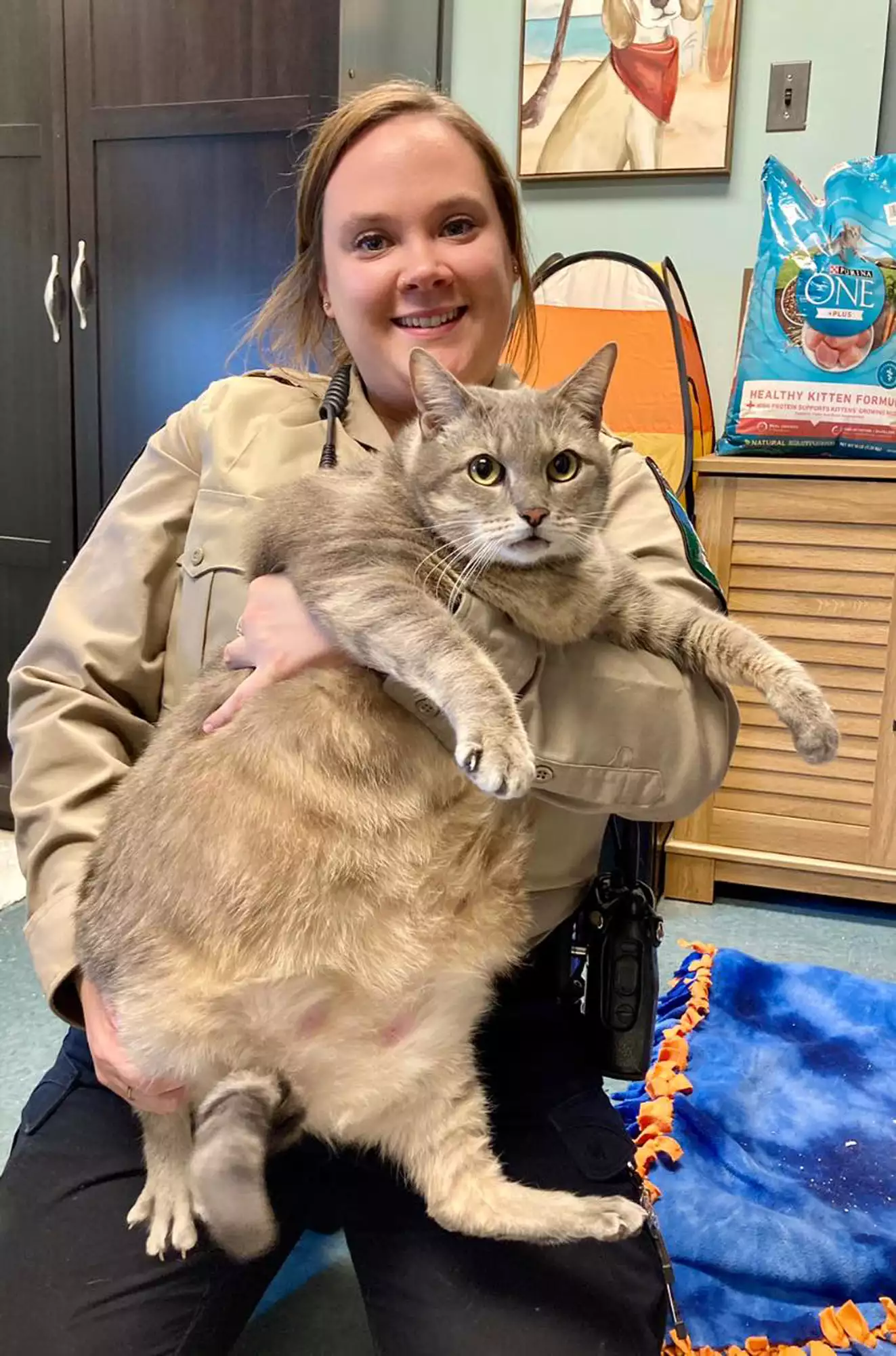 Large Cat frosty up for adoption