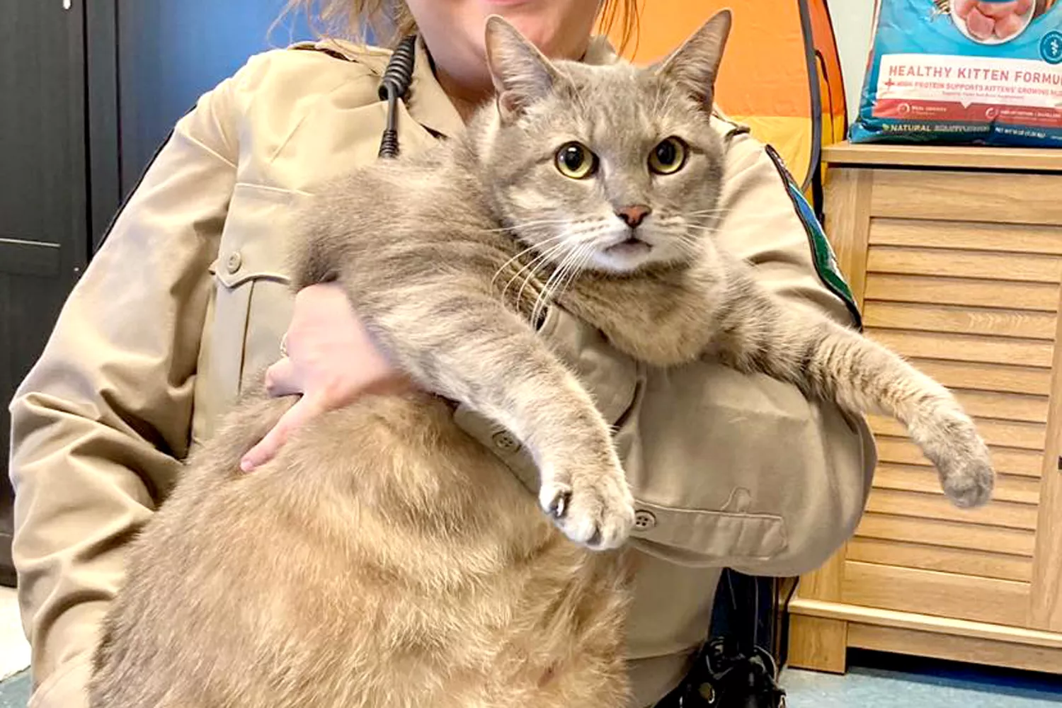 Large Cat frosty up for adoption