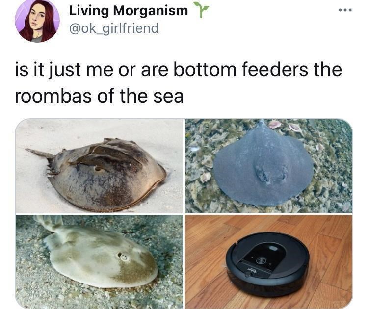 Living Morganism @ok_girlfriend is it just me or are bottom feeders the roombas of the sea