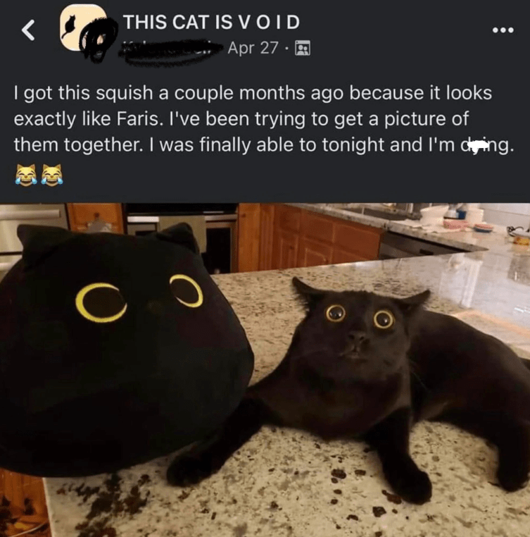 THIS CAT IS VOID Apr 27 - I got this squish a couple months ago because it looks exactly like Faris. I've been trying to get a picture of them together. I was finally able to tonight and I'm ding. с