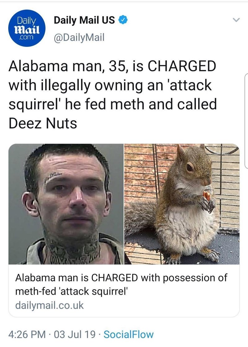 Daily Mail .com Daily Mail US @DailyMail Alabama man, 35, is CHARGED with illegally owning an 'attack squirrel' he fed meth and called Deez Nuts Alabama man is CHARGED with possession of meth-fed 'attack squirrel' dailymail.co.uk 4:26 PM 03 Jul 19 SocialFlow