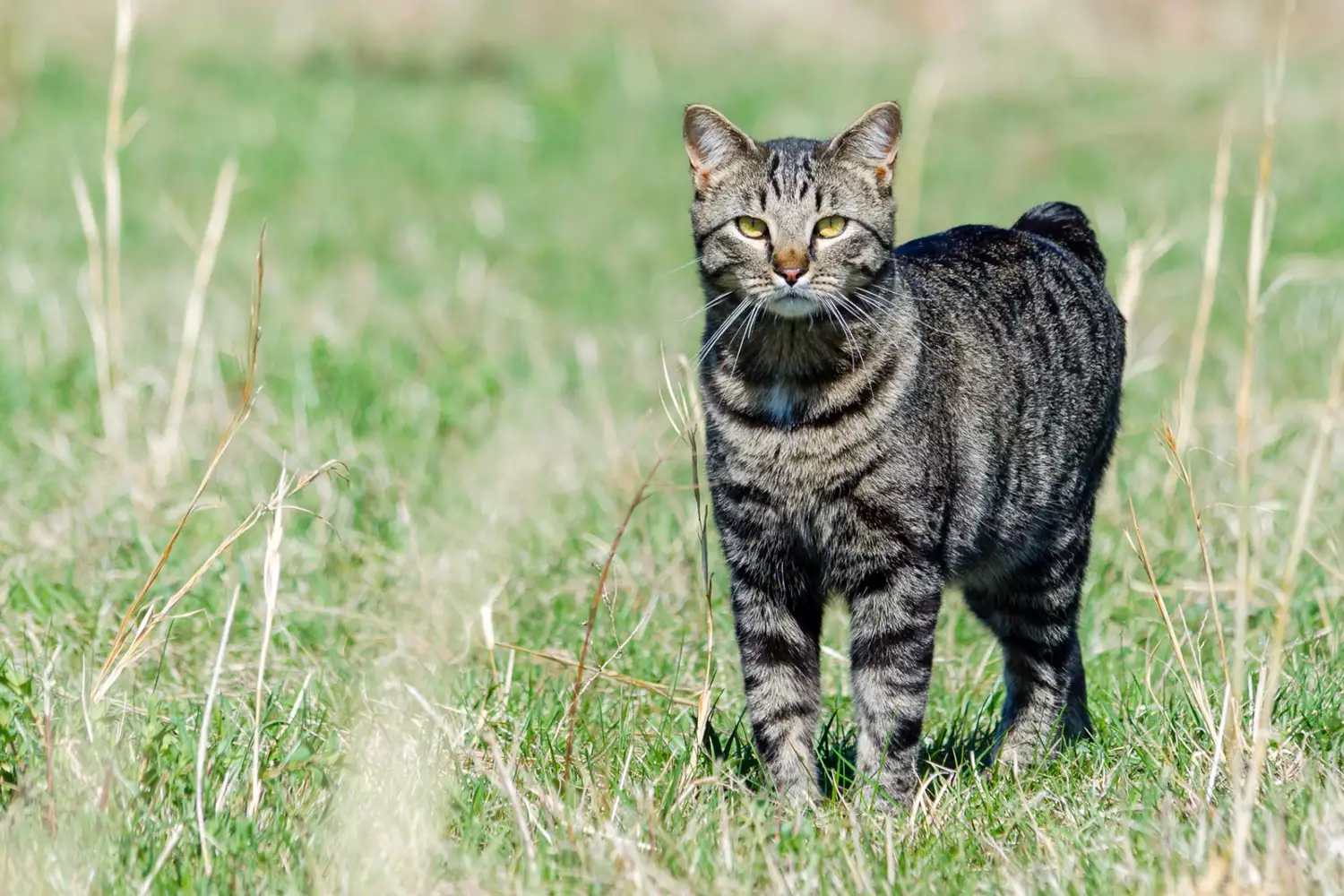 manx cat standing in field