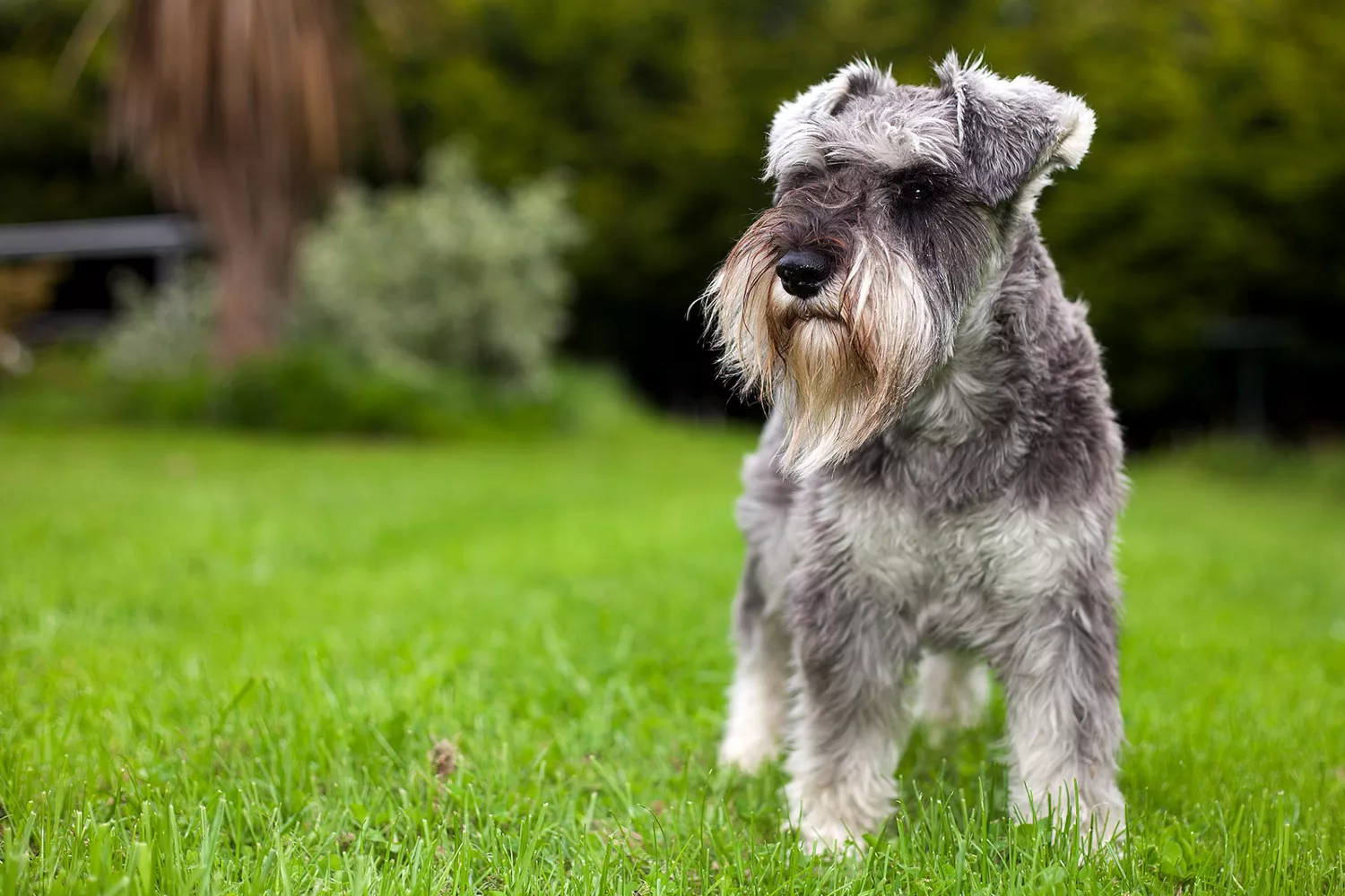 gray miniature schnauzer standing in grass