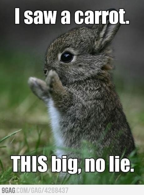 Mountain Cottontail - I saw a carrot. THIS big, no lie. 9GAG.COM/GAG/4268437