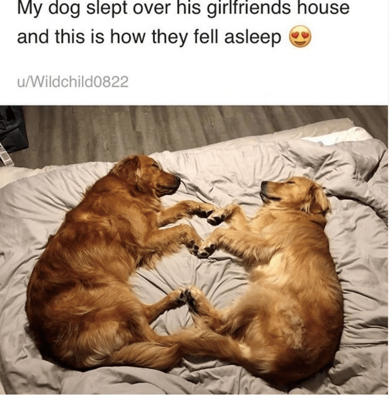 My dog slept over his girlfriends house and this is how they fell asleep u/Wildchild0822