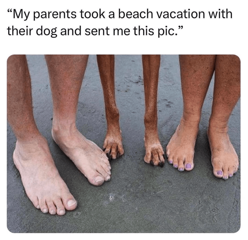"My parents took a beach vacation with their dog and sent me this pic."