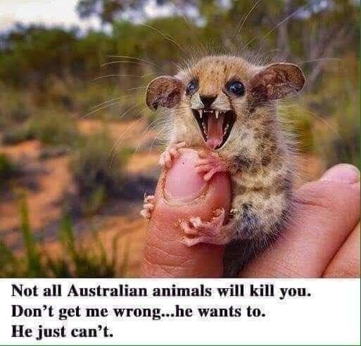 Not all Australian animals will kill you. Don't get me wrong...he wants to. He just can't.