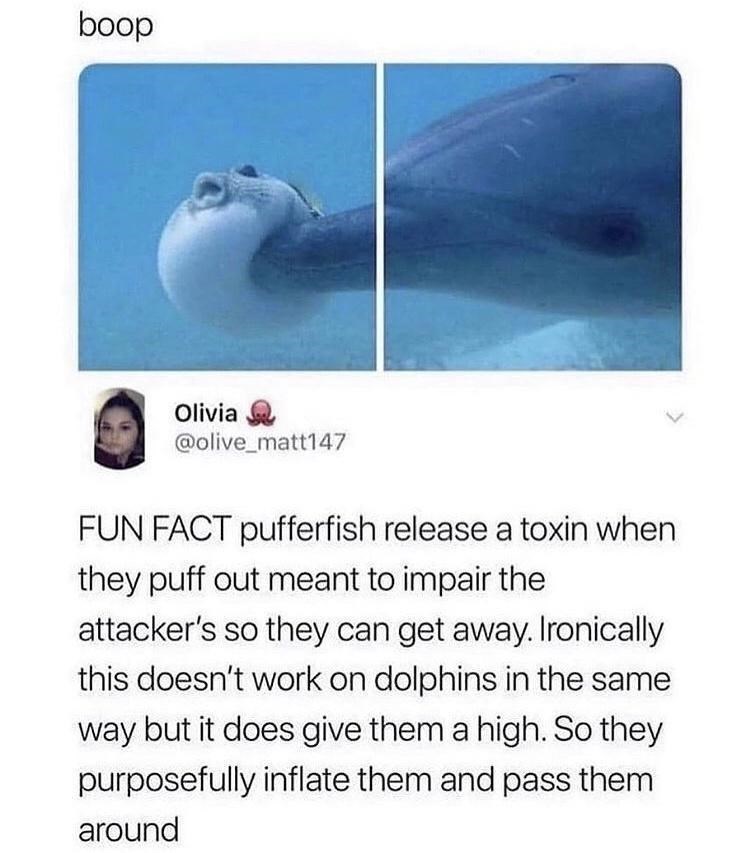 boop Olivia @olive_matt147 FUN FACT pufferfish release a toxin when they puff out meant to impair the attacker's so they can get away. Ironically this doesn't work on dolphins in the same way but it does give them a high. So they purposefully inflate them and pass them around