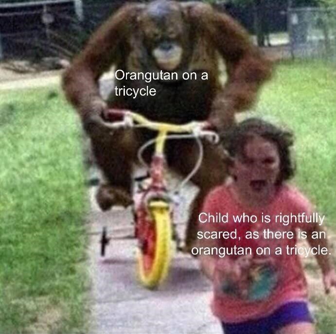 Orangutan on a tricycle Child who is rightfully scared, as there is an orangutan on a tricycle.