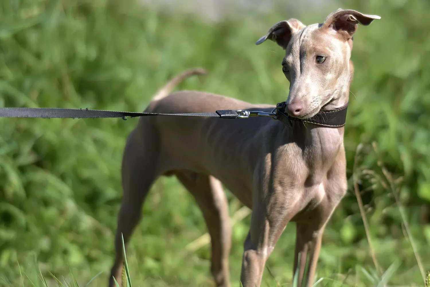 peruvian inca orchid dog on leash