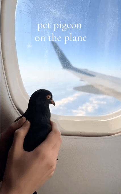 pet pigeon on the plane