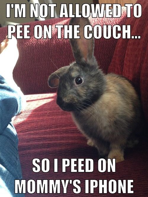 Photo caption - I'M NOT ALLOWED TO PEE ONTHE COUCH... SO I PEED ON MOMMY'S IPHONE