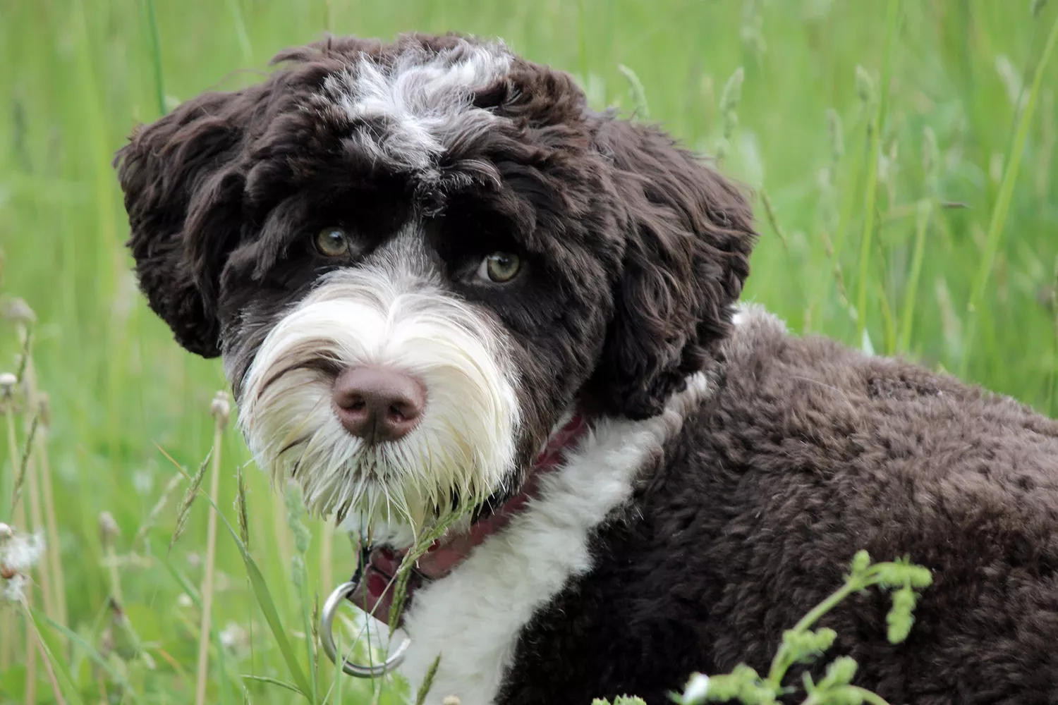 portuguese water dog puppy in grass