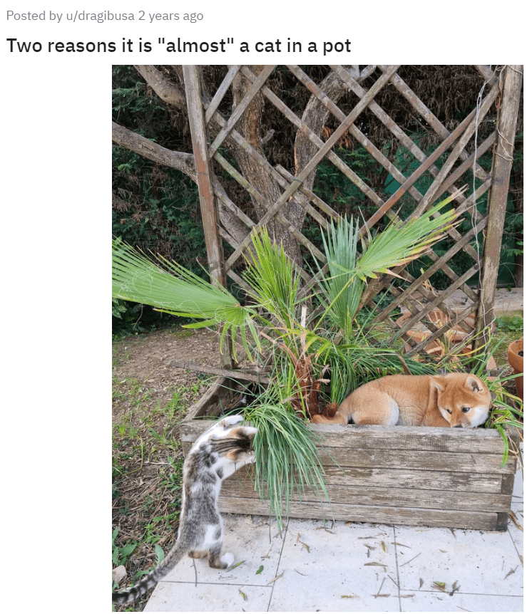 Posted by u/dragibusa 2 years ago Two reasons it is "almost" a cat in a pot