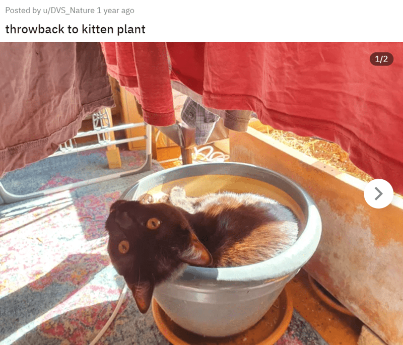 Posted by u/DVS_Nature 1 year ago throwback to kitten plant TROMSSERTING 1/2