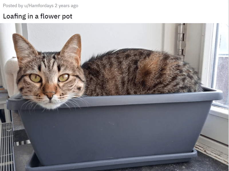 Posted by u/Hamfordays 2 years ago Loafing in a flower pot