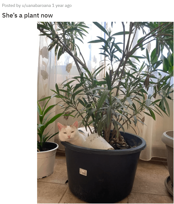 Posted by u/uanabaroana 1 year ago She's a plant now www