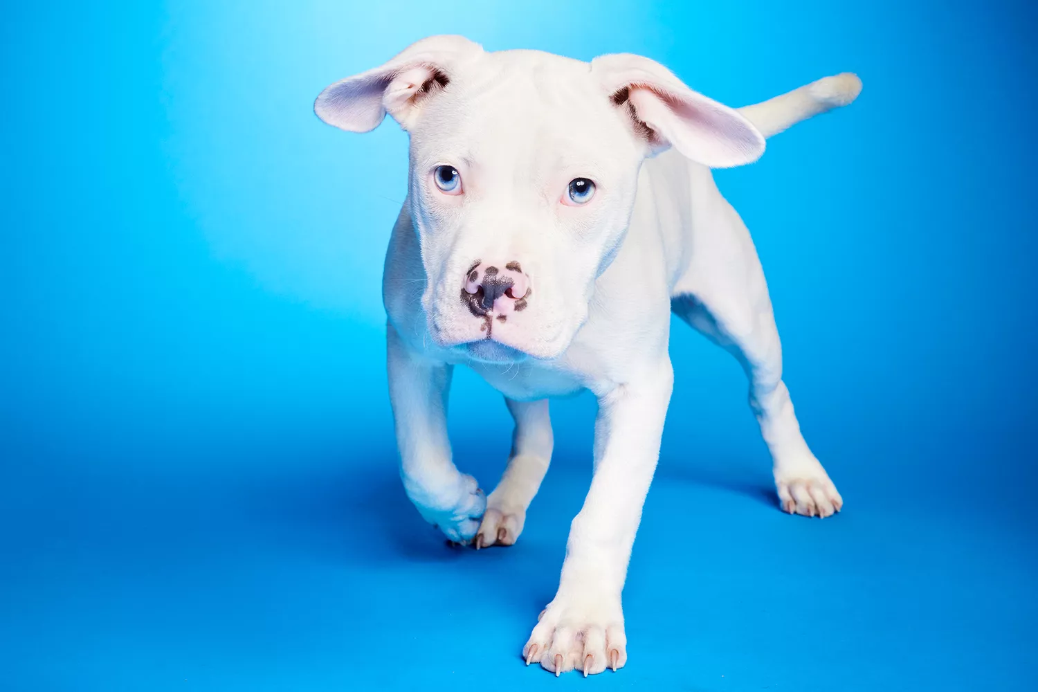 Puppy bowl 2024 pups with special needs, Skipper