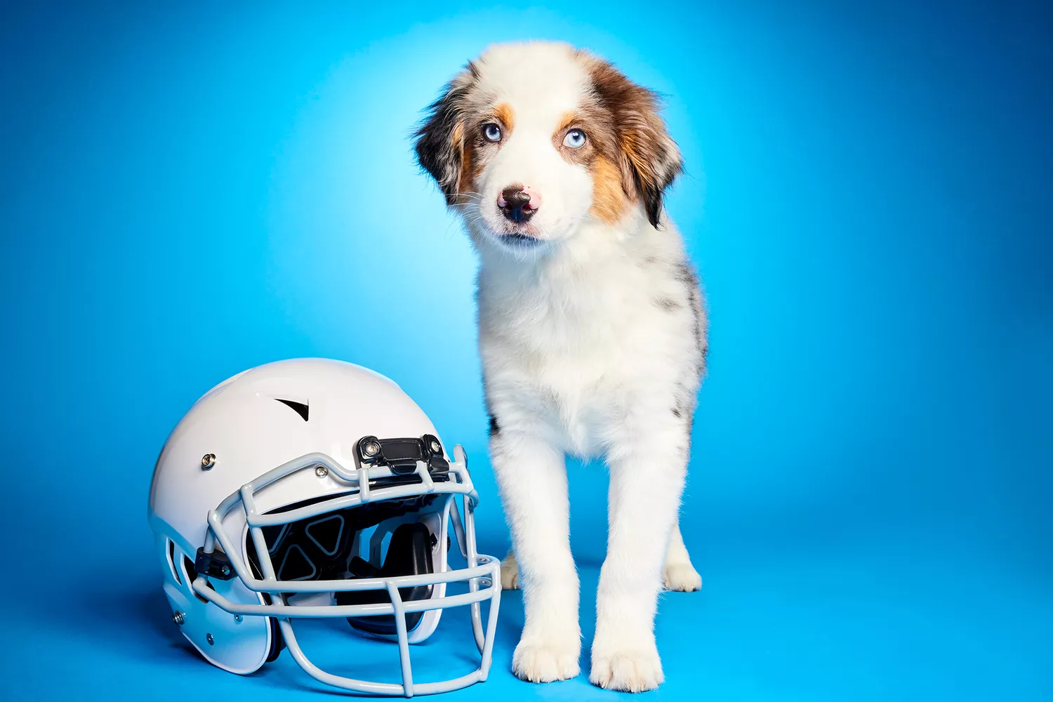 Puppy bowl 2024 pups with special needs, Moosh