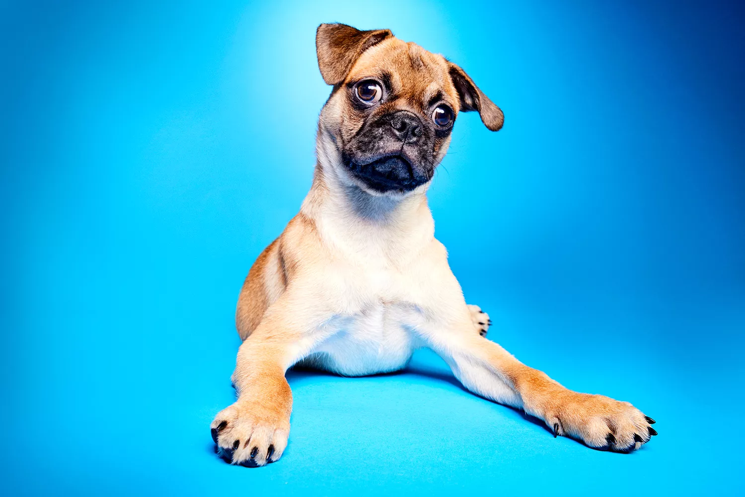 Puppy bowl 2024 pups with special needs, Riddle