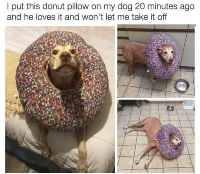 I put this donut pillow on my dog 20 minutes ago and he loves it and won't let me take it off