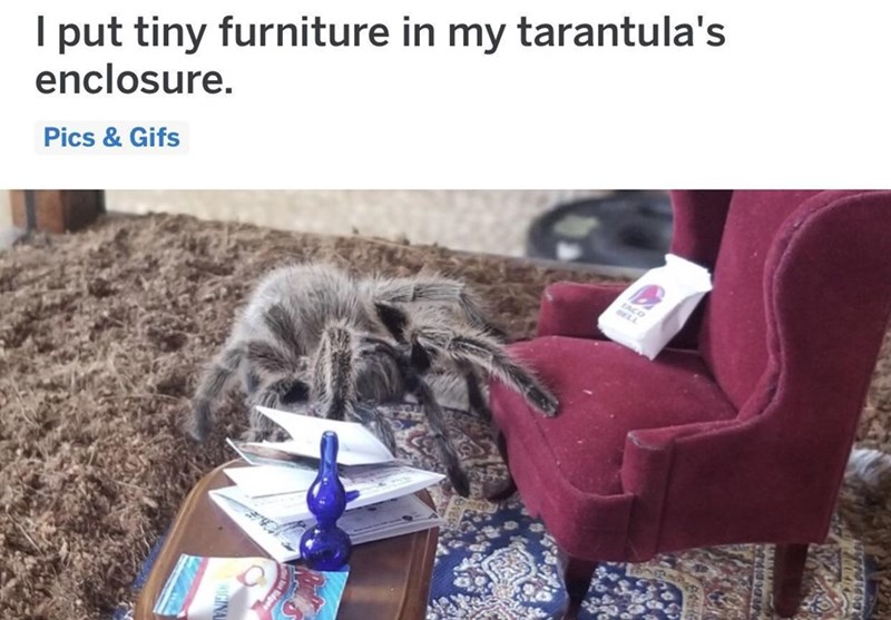 I put tiny furniture in my tarantula's enclosure. Pics & Gifs