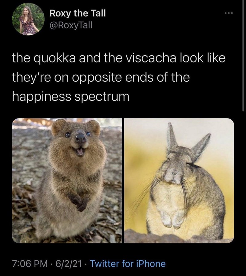 Roxy the Tall @RoxyTall ... the quokka and the viscacha look like they're on opposite ends of the happiness spectrum 7:06 PM 6/2/21. Twitter for iPhone