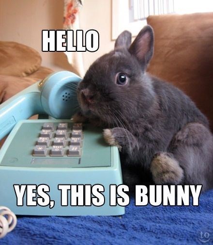 Rabbit - HELLO YES, THIS IS BUNNY to