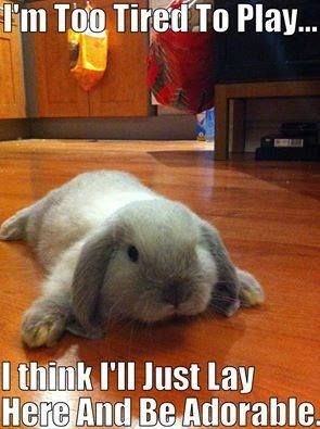 Rabbit - I'm Too Tired To Play... I think I'll Just Lay Here And Be Adorable.