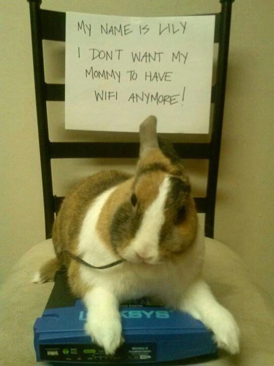 Rabbit - My NAME 1S LY I TONT WANT MY MOMMY To HAVE WIFI ANYMORE! KSYS