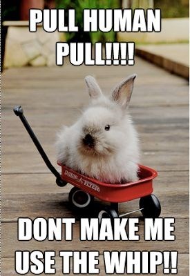 Rabbit - PULL HUMAN PULL!!! DONT MAKE ME USE THE WHIP!!