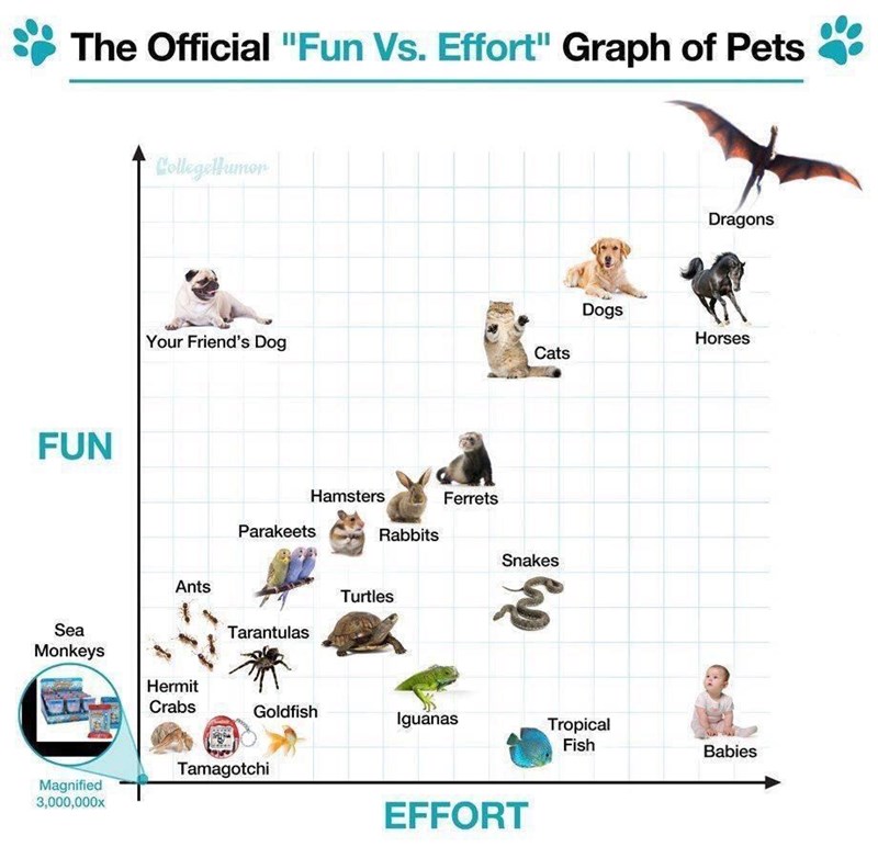 The Official "Fun Vs. Effort" Graph of Pets FUN Sea Monkeys Magnified 3,000,000x CollegeHumor Your Friend's Dog Ants Hermit Crabs Parakeets Tarantulas Hamsters Goldfish Tamagotchi Rabbits Turtles Ferrets Iguanas Cats Snakes EFFORT Dogs Tropical Fish Dragons Horses Babies