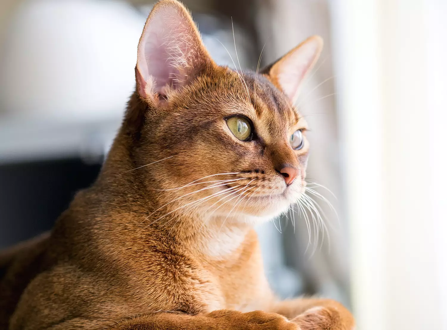 red abyssinian sitting in window sill