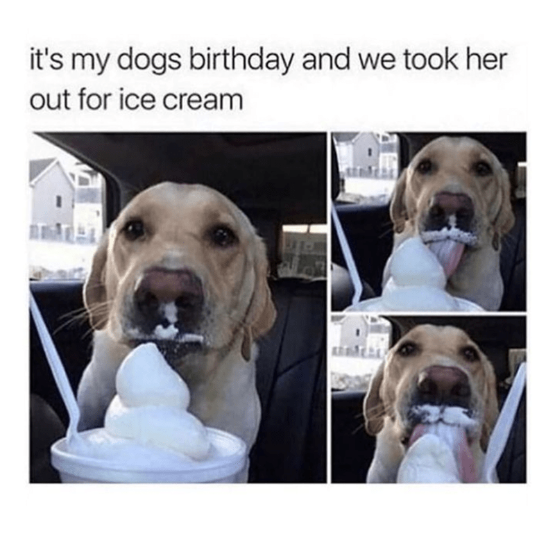 it's my dogs birthday and we took her out for ice cream