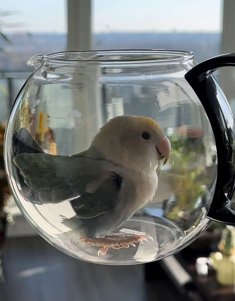 bird in a coffee pot