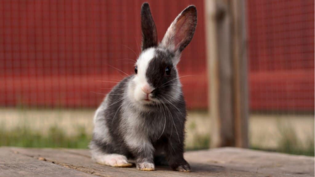 Harlequin Rabbit