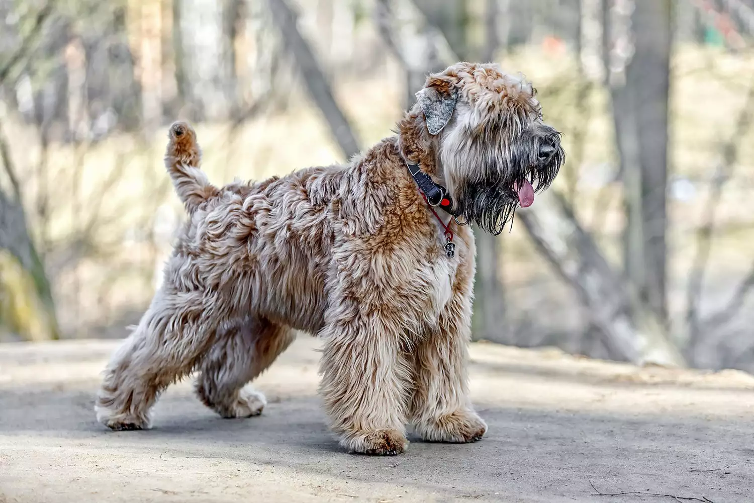 soft coated wheaten terrier standing on dirt path